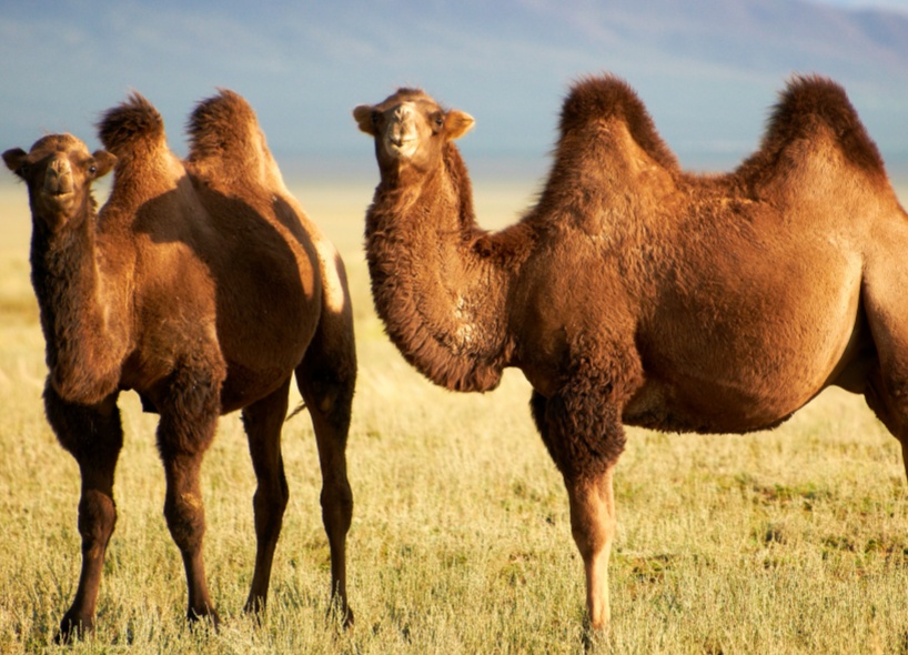 素材駱駝1.jpg 素材駱駝1.jpg