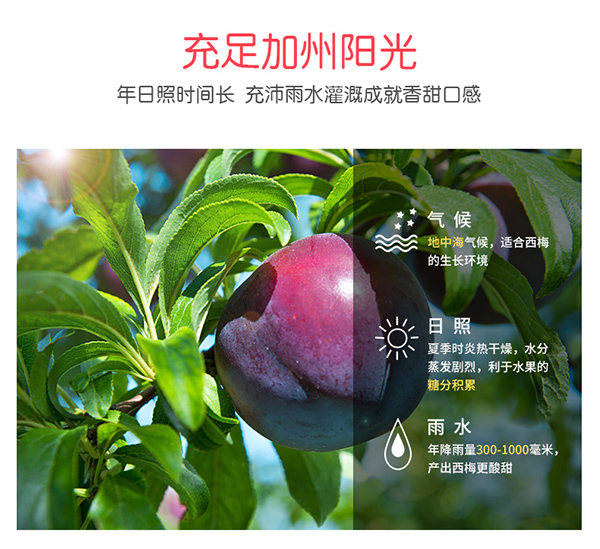 巴瑪熊加州西梅 (8).jpg